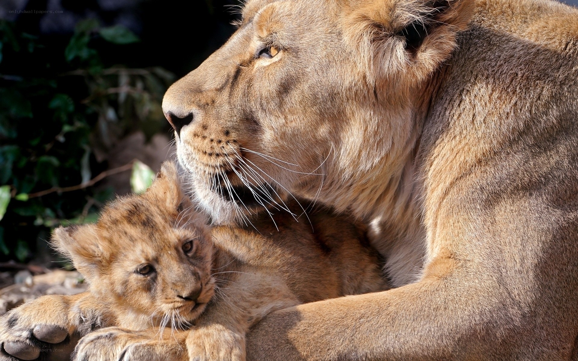 Lioness with her cub
