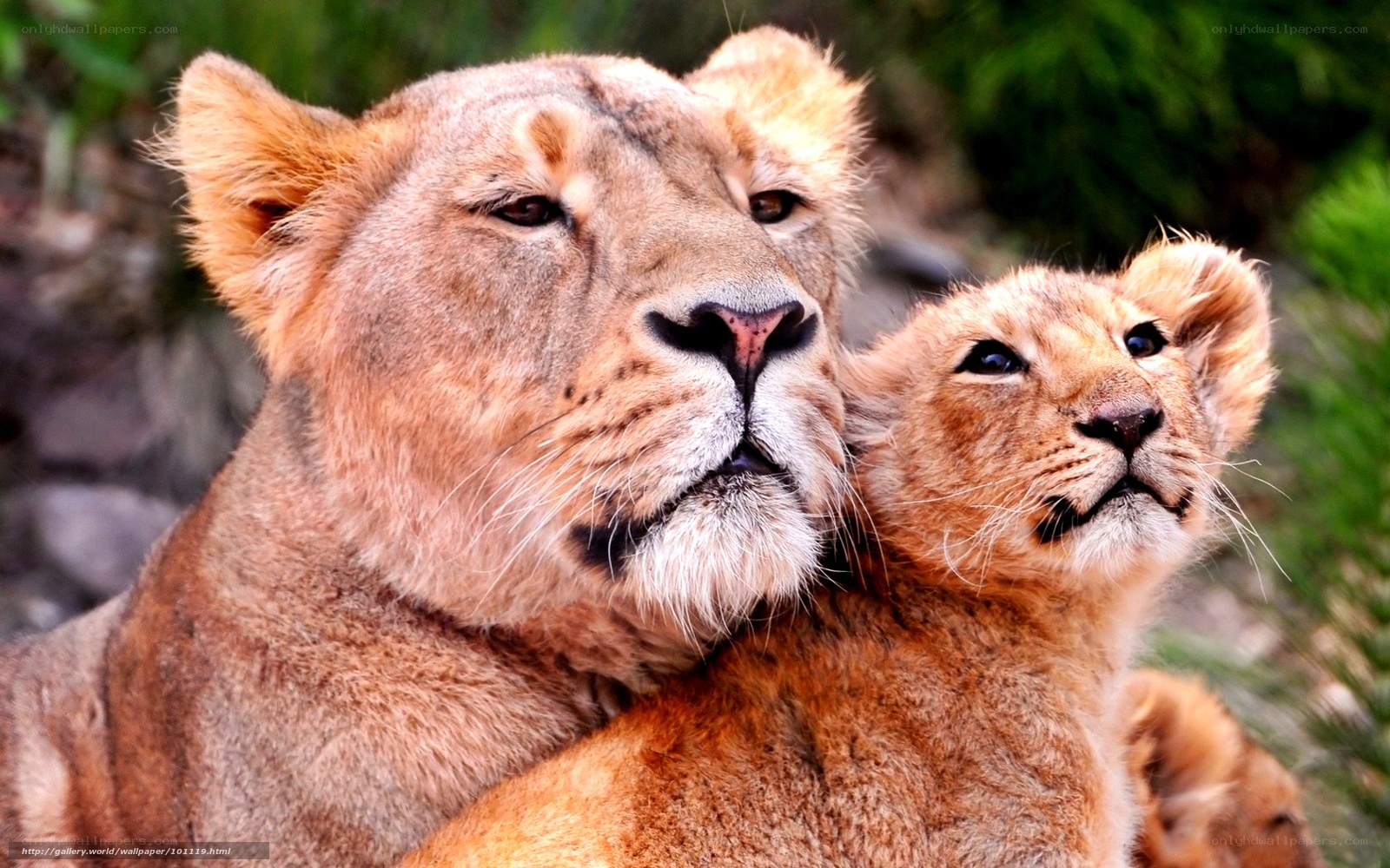 Lioness with her cub