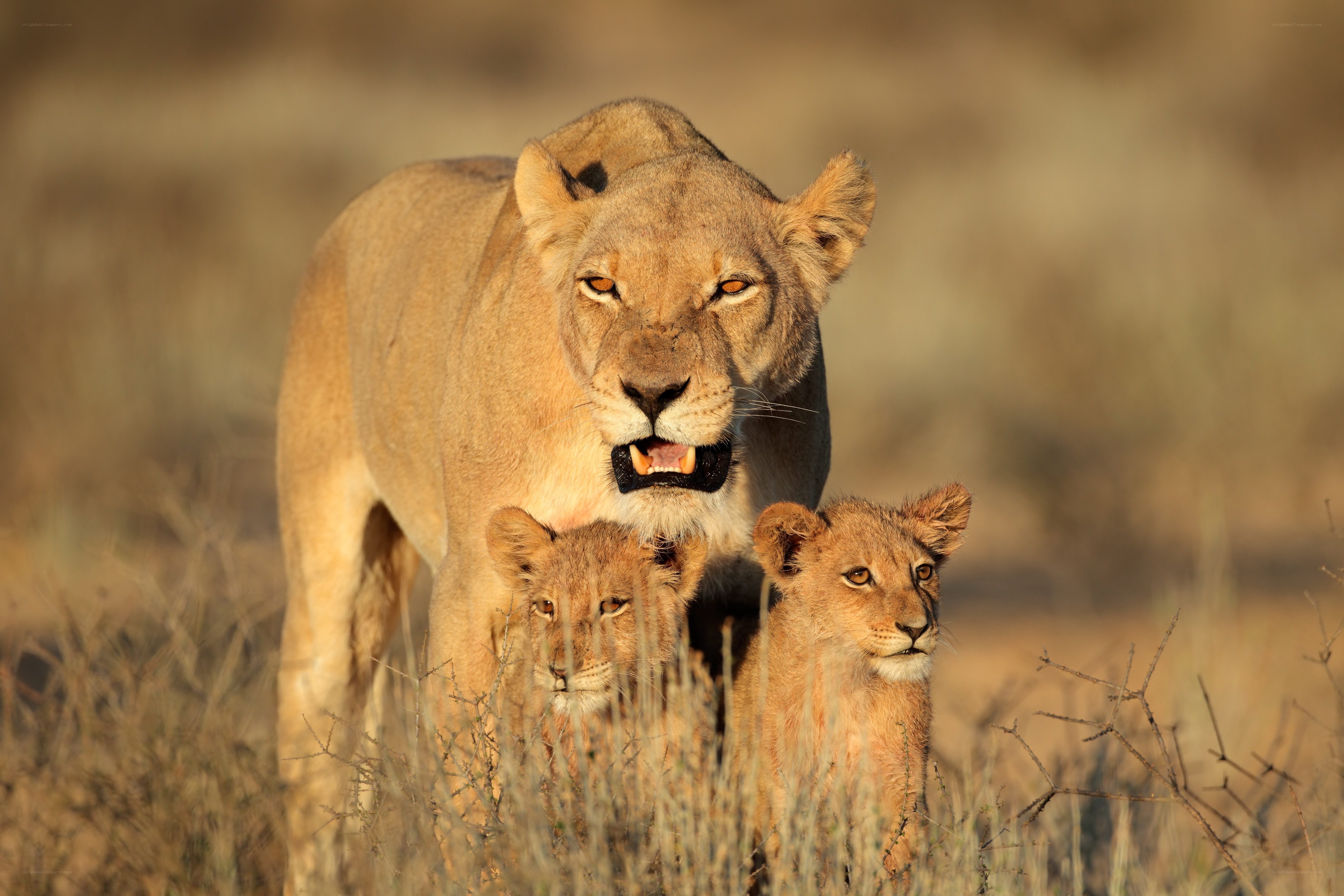 Lioness with her cubs