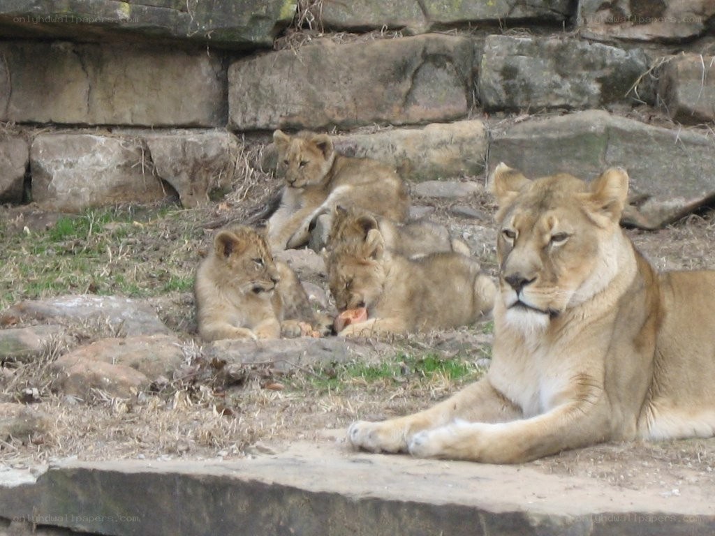 Lioness with her cubs