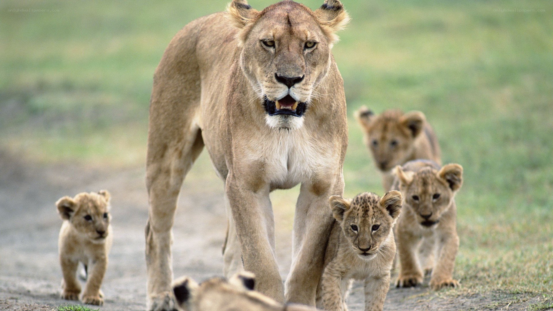 Lioness with her cubs
