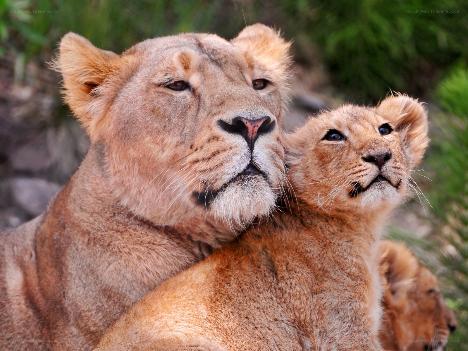 Lioness with her cubs
