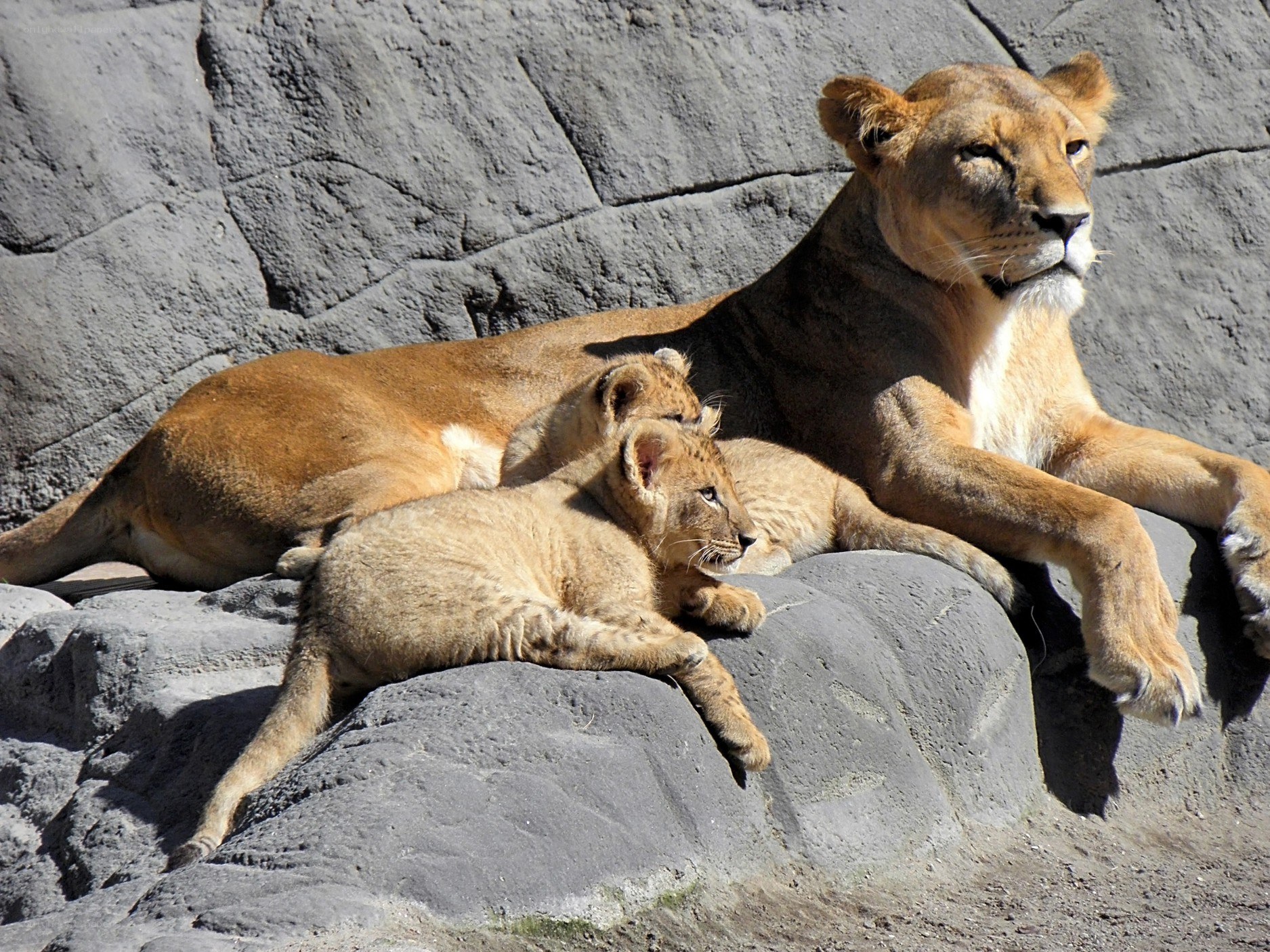 Lioness with her cubs