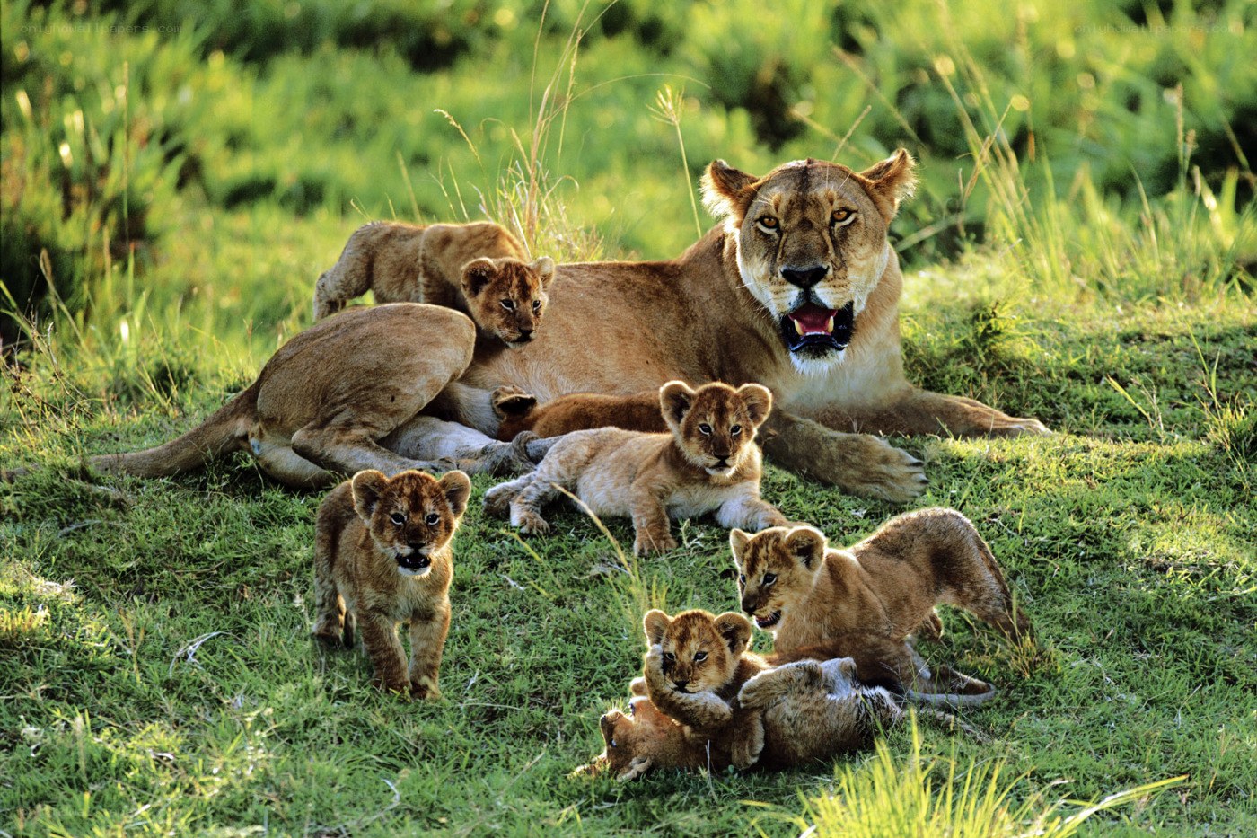 Lioness with her cubs