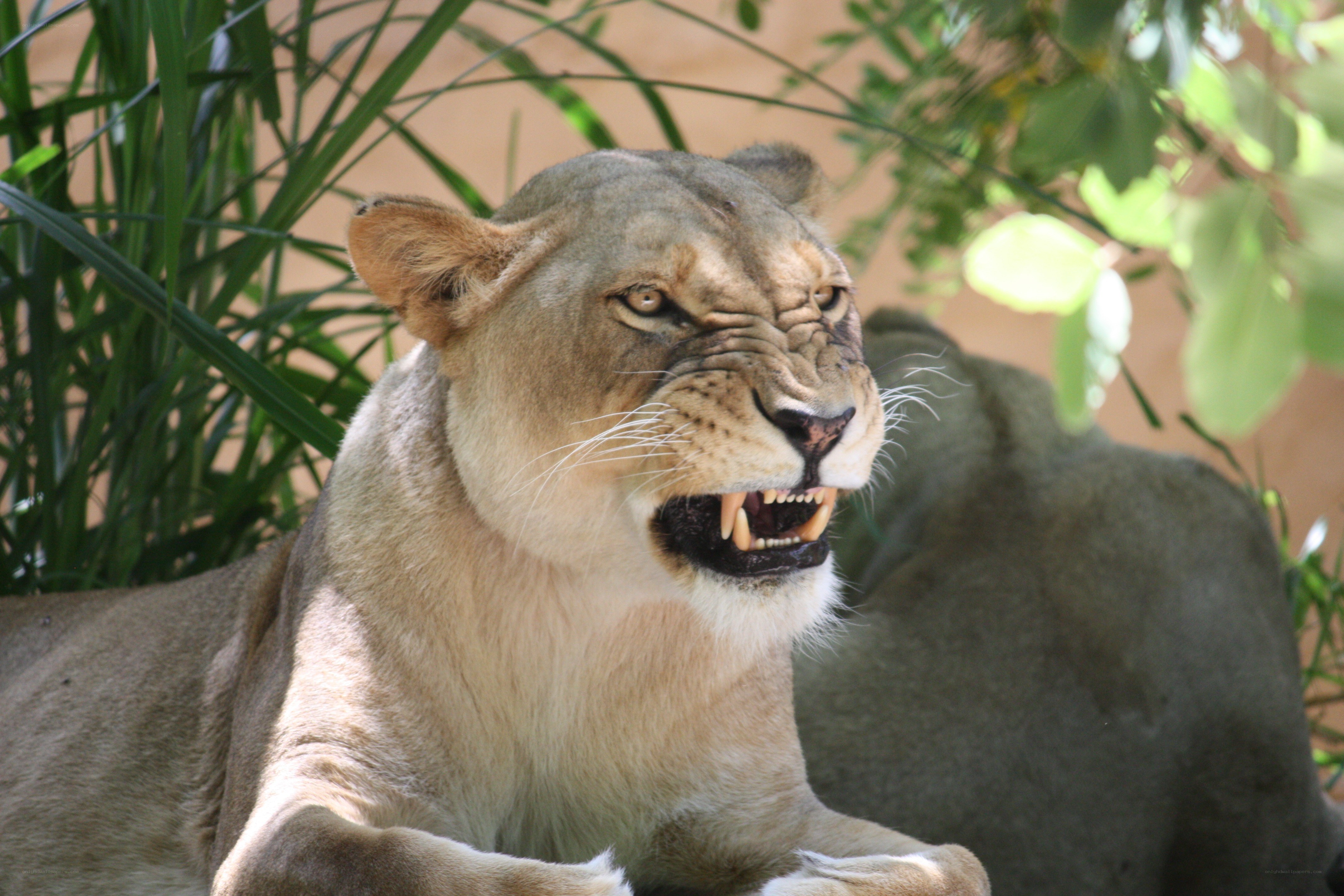 lioness with open mouth