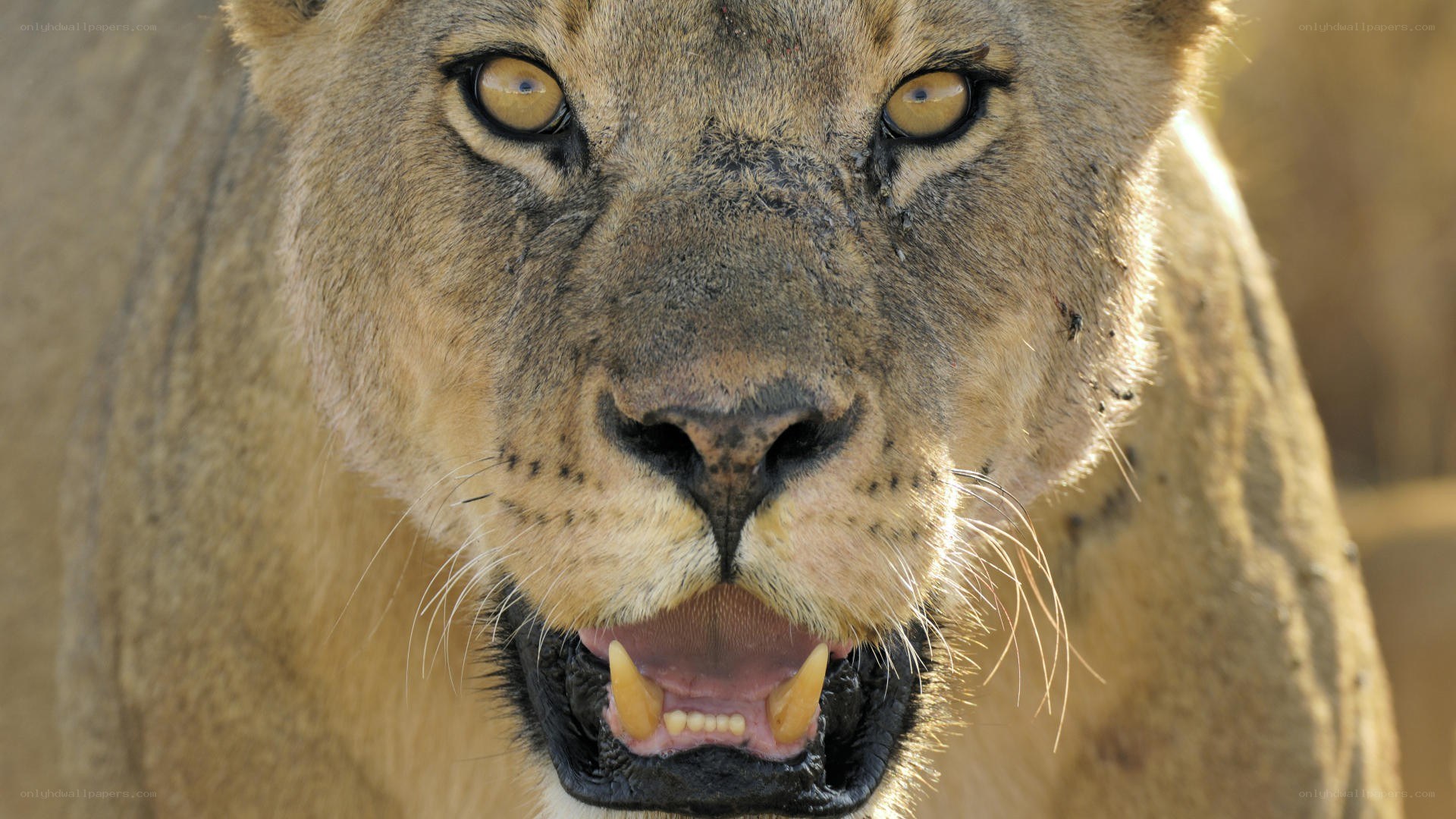 lioness with open mouth