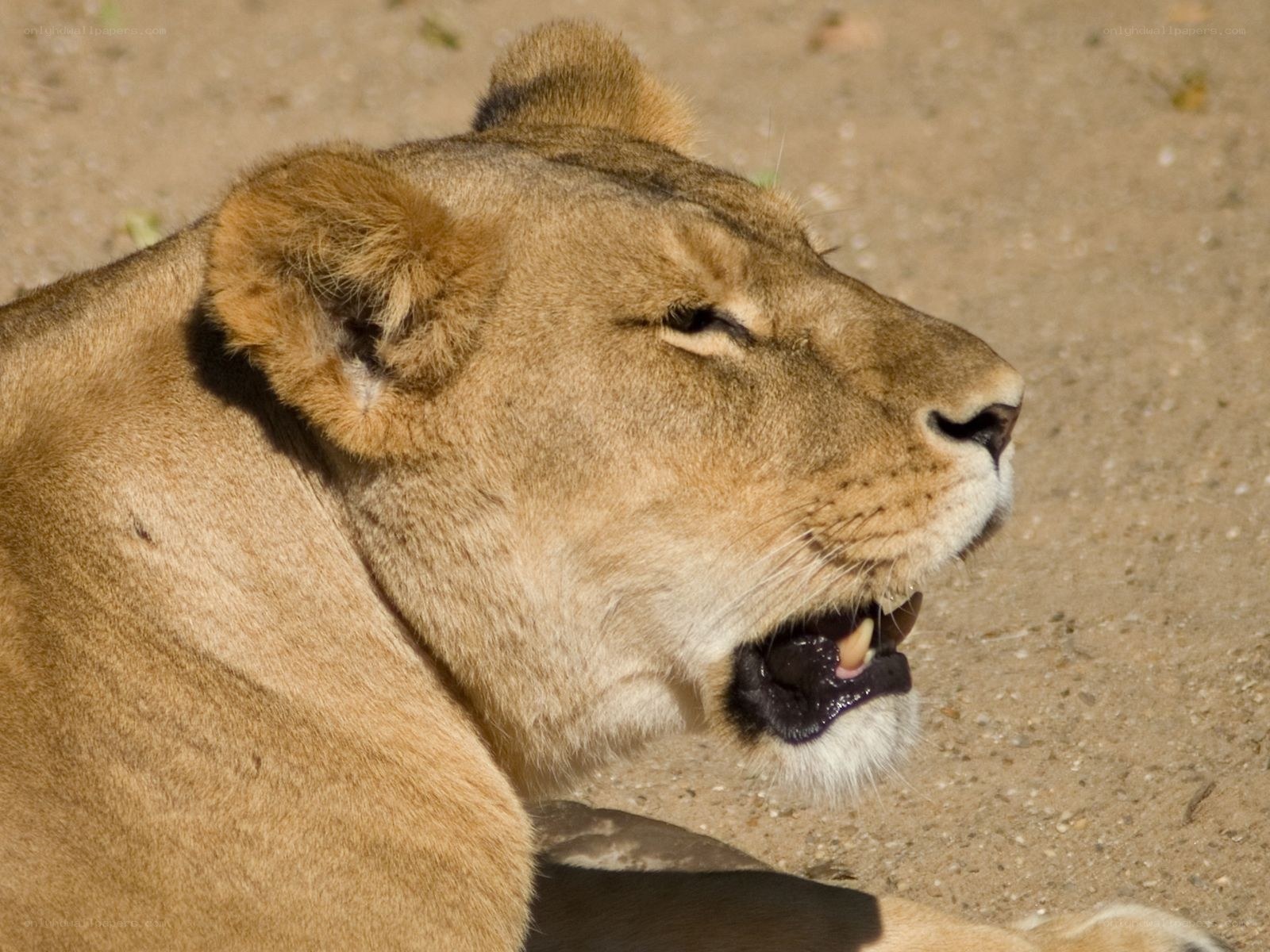 lioness with open mouth