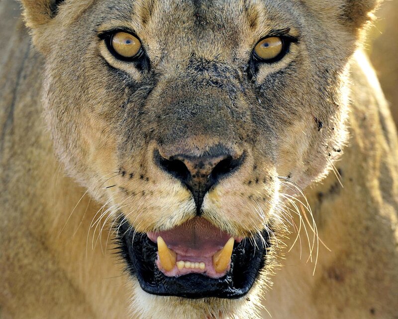 Lioness with Open Mouth — Brown, Intense, Afternoon