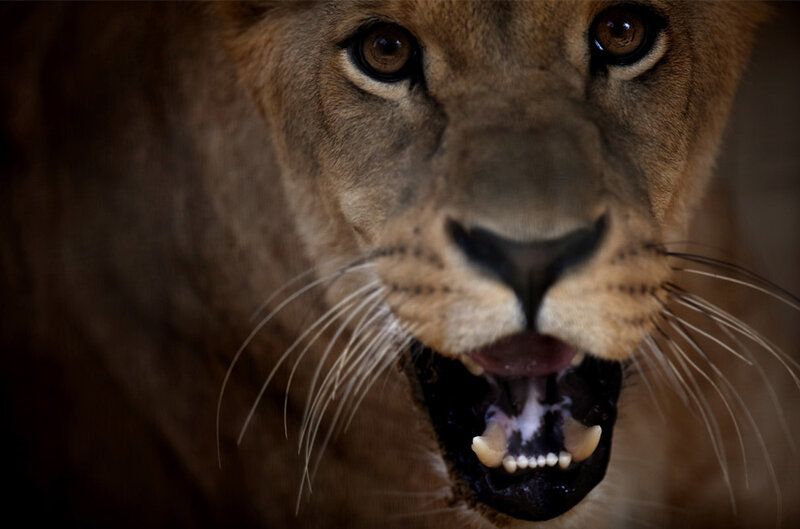 Lioness with Open Mouth — Brown, Intense, Photograph, Eyes, Whiskers