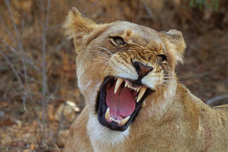 Lioness with Open Mouth — Brown