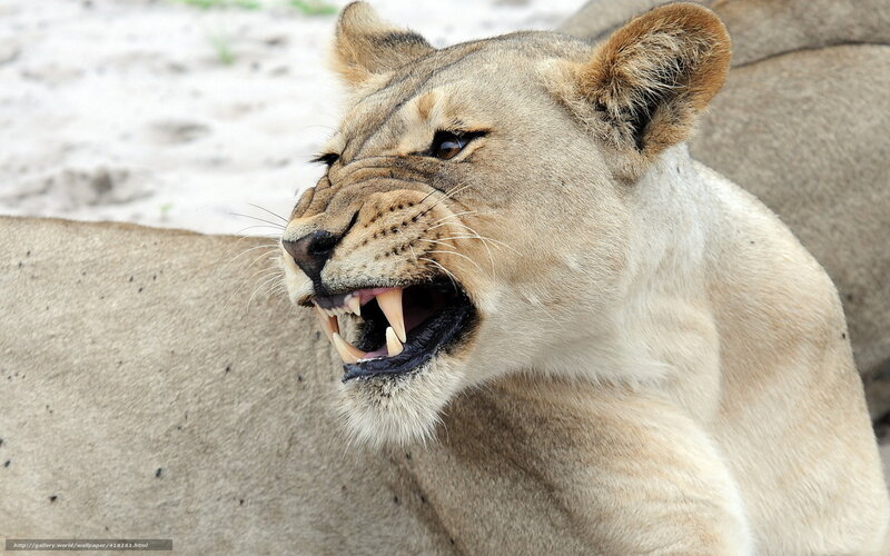 Lioness with Open Mouth — Tan, Aggressive