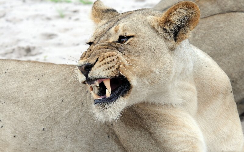 Lioness with Open Mouth — Tan