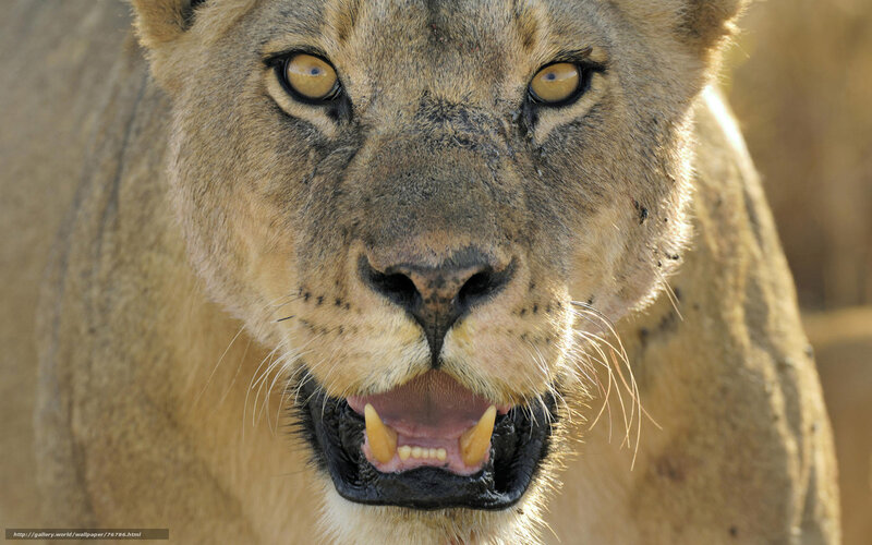 lioness with open mouth