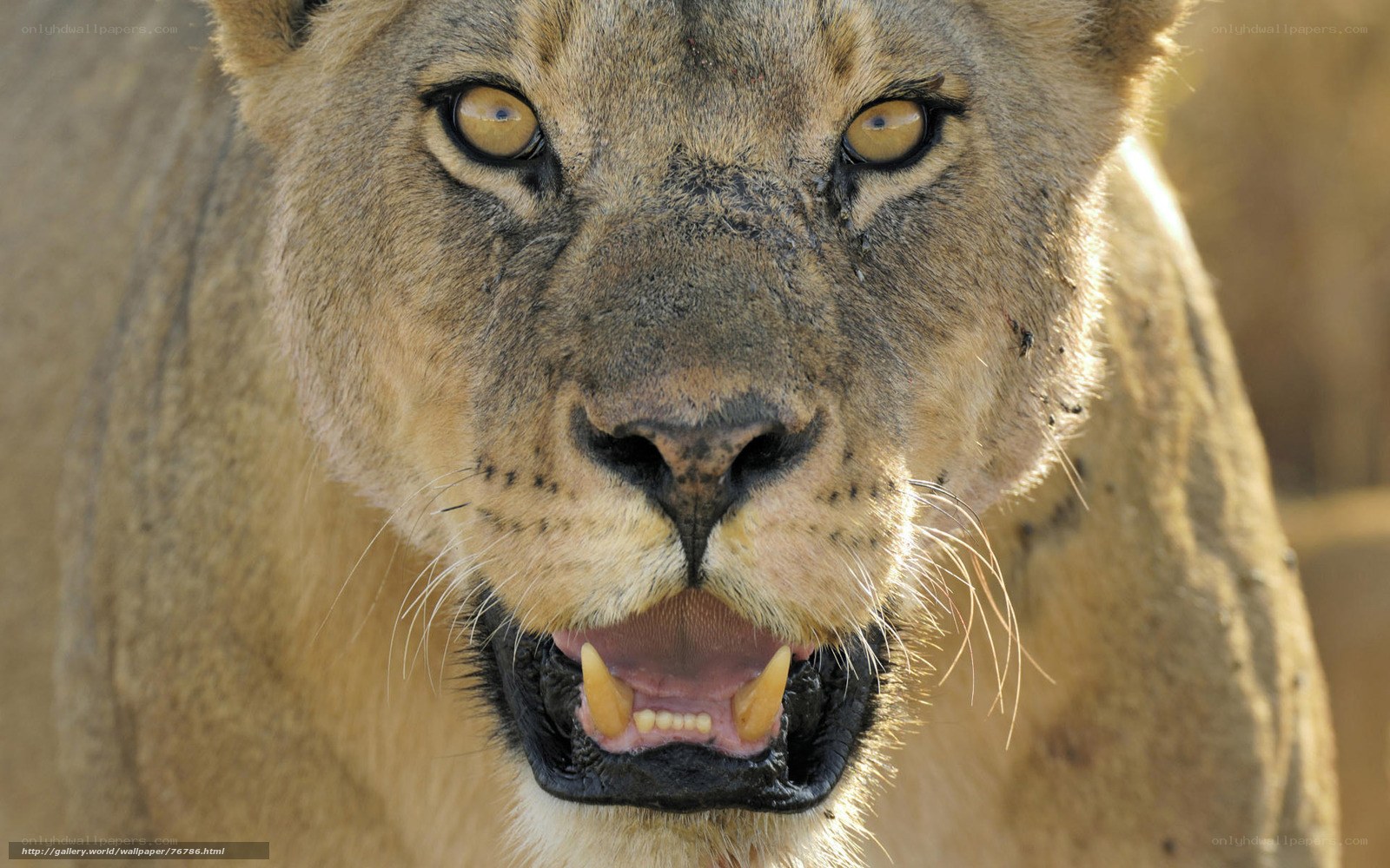 lioness with open mouth