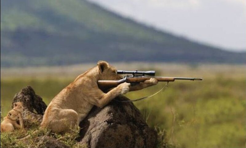 Lioness with Rifle