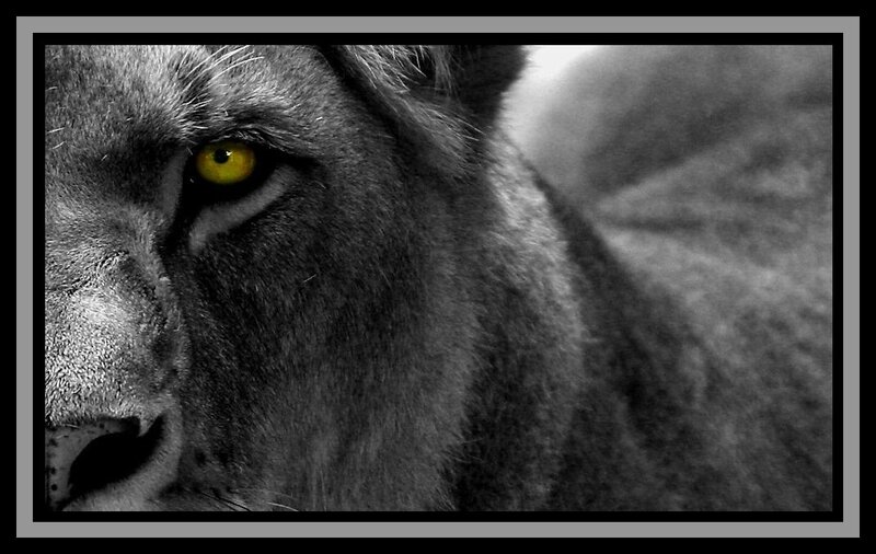 lioness with striking yellow eyes