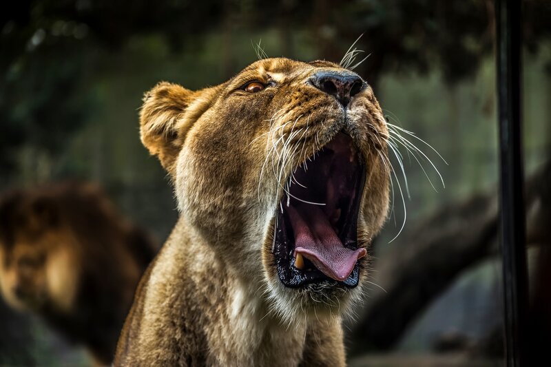 Lioness Yawning — Brown, Dramatic, Photograph