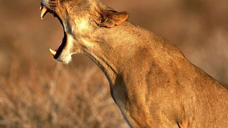 Lioness Yawning — Brown, Dramatic, Sunset, Photograph, Grassland