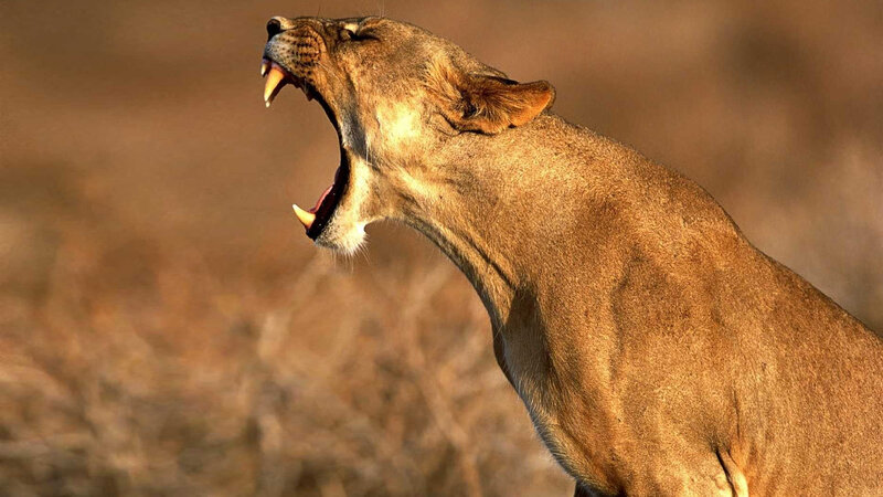Lioness Yawning — Brown, Dramatic