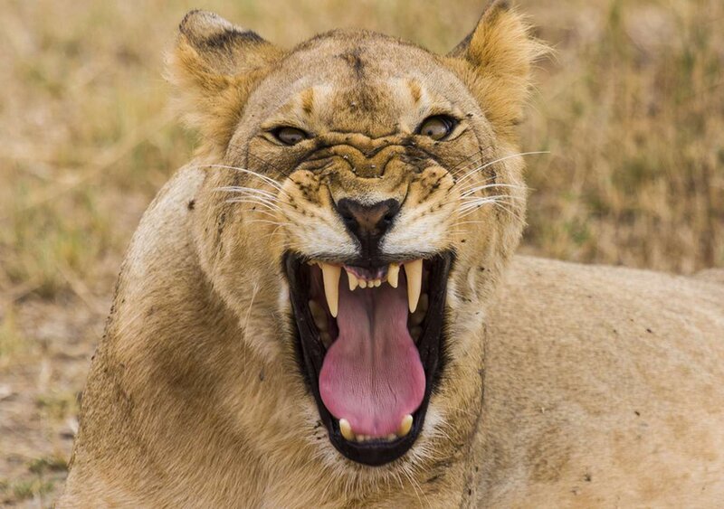 Lioness Yawning — Brown, Intense