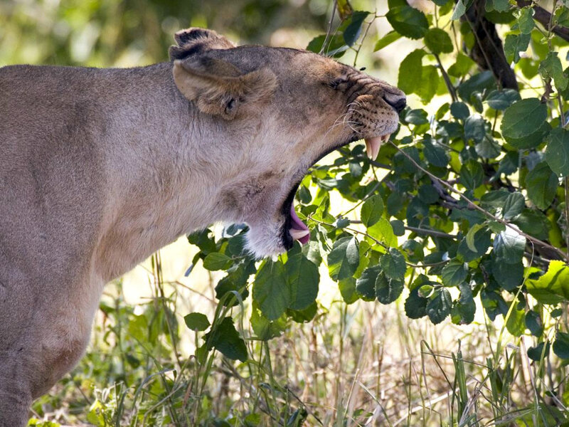 Lioness Yawning — Brown, Natural, Afternoon, Photograph