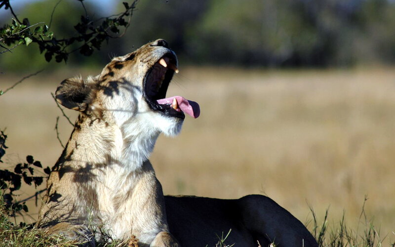 Lioness Yawning — Brown, Natural, Afternoon