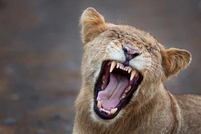 Lioness Yawning — Brown, Natural, Photograph