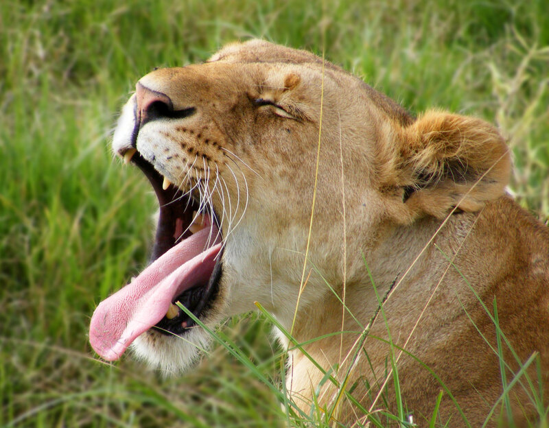 Lioness Yawning — Brown, Natural