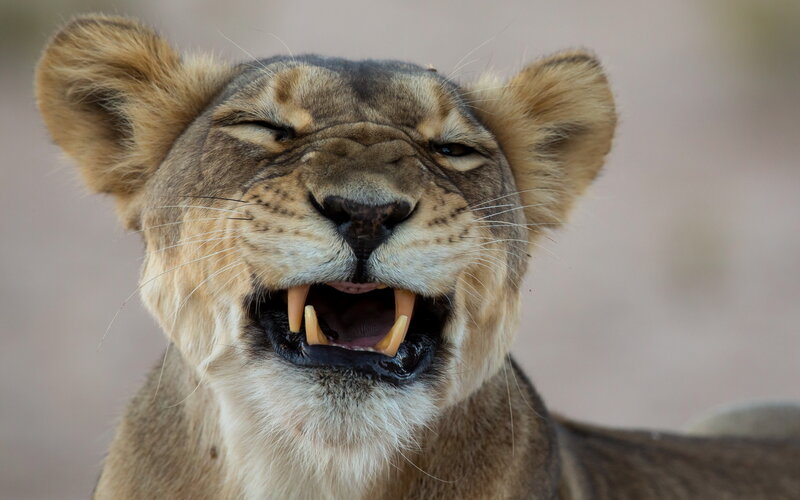 Lioness Yawning — Brown, Neutral