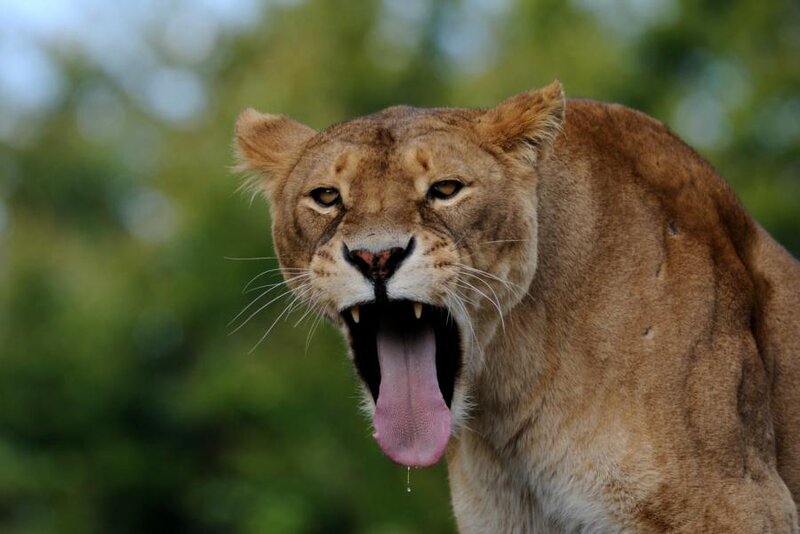 Lioness Yawning — Brown