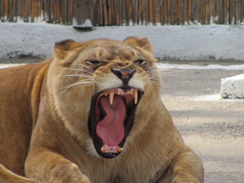 Lioness yawning in enclosure
