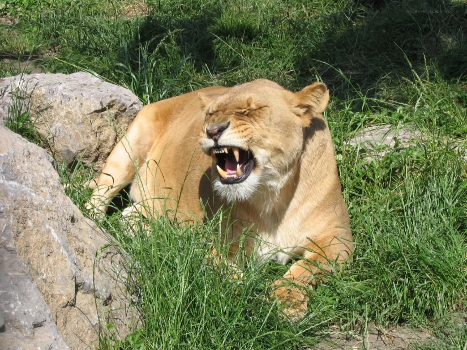 Lioness yawning in grass