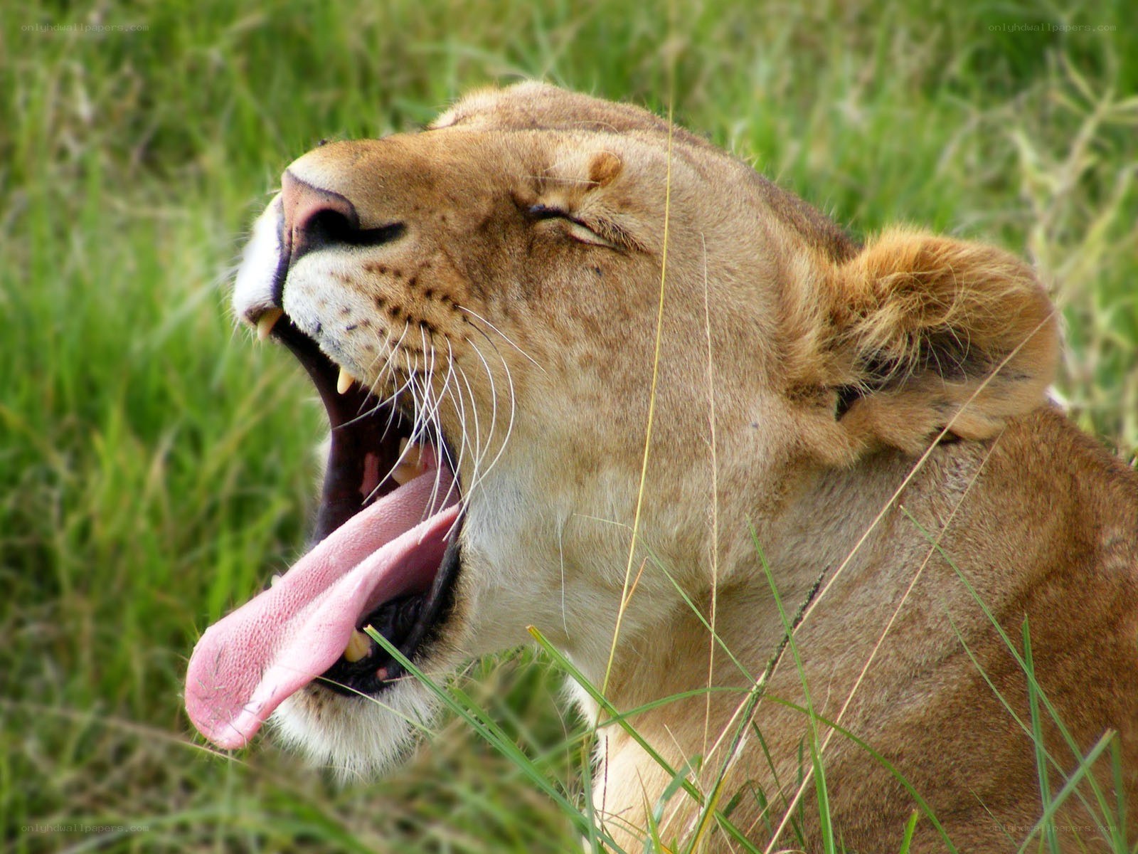 lioness yawning in grass
