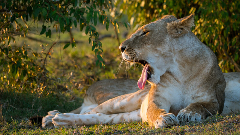Lioness yawning in sunlight