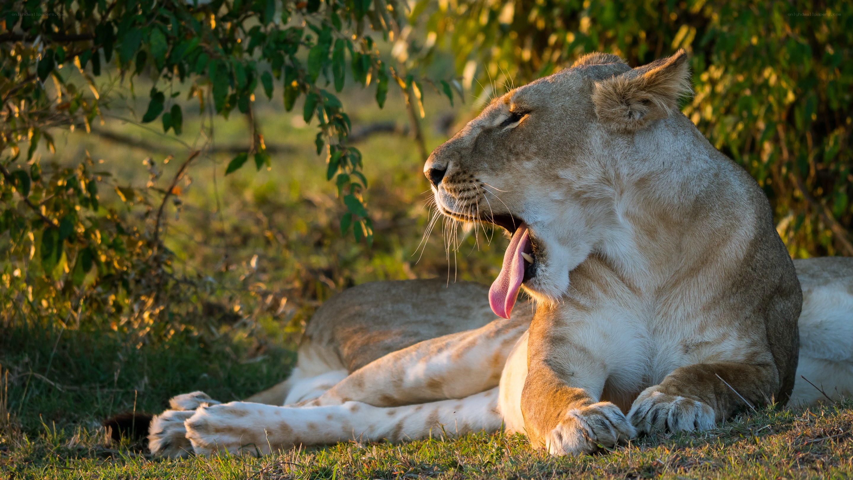 Lioness yawning in sunlight