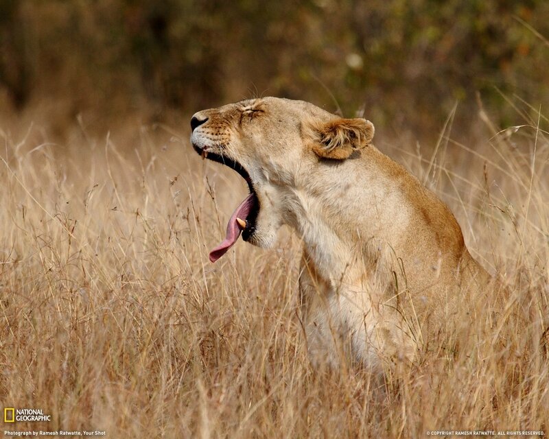 Lioness yawning in tall grass