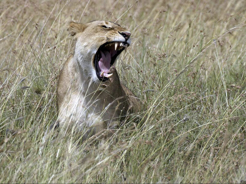 lioness yawning in tall grass