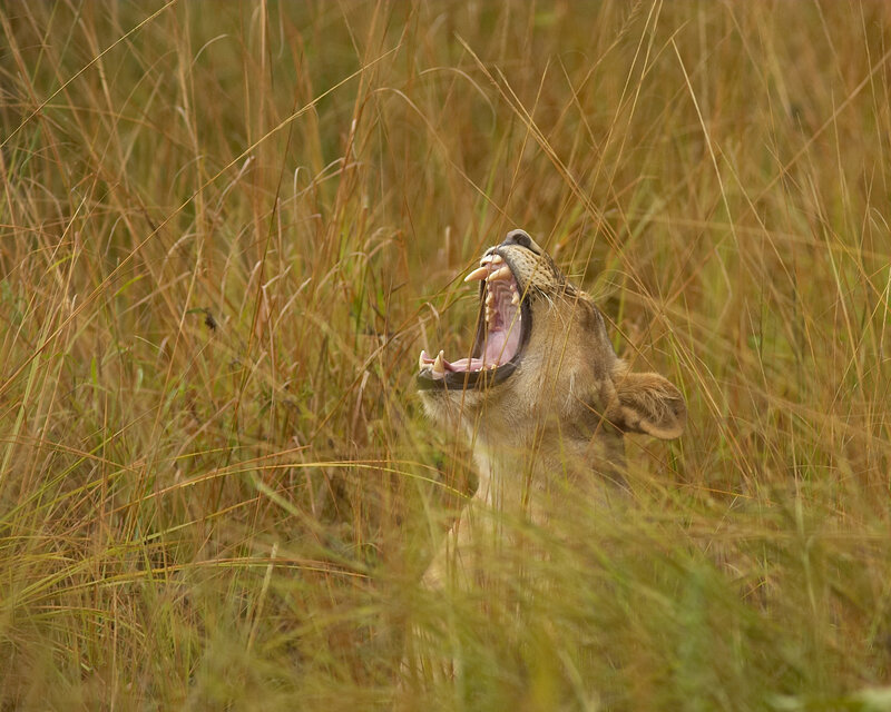 Lioness yawning in tall grass