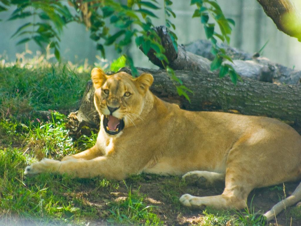 Lioness yawning in the shade