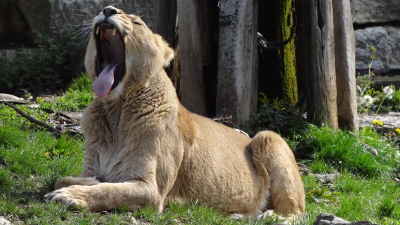 Lioness yawning in the sun