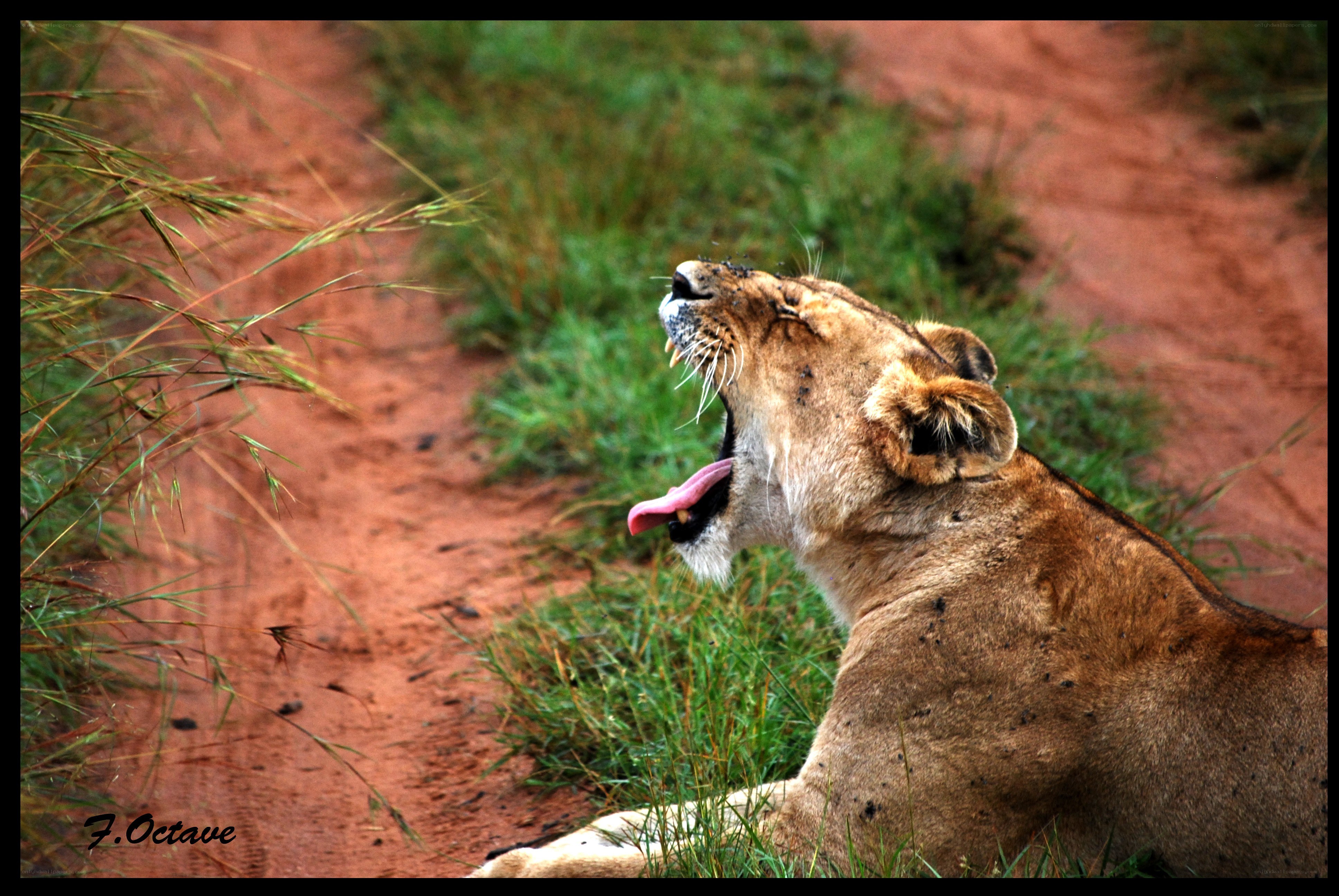 lioness yawning in the wild