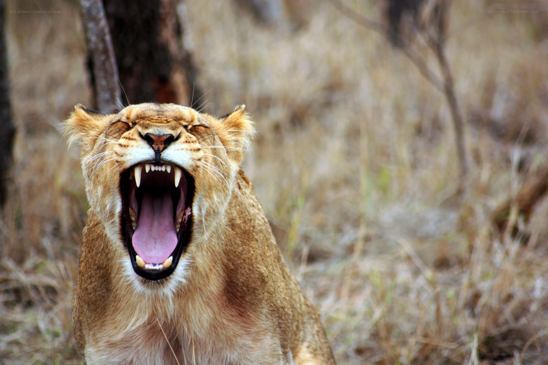 lioness yawning in the wild