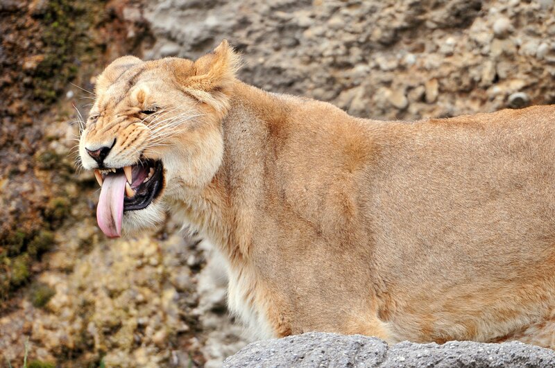 lioness yawning on rock