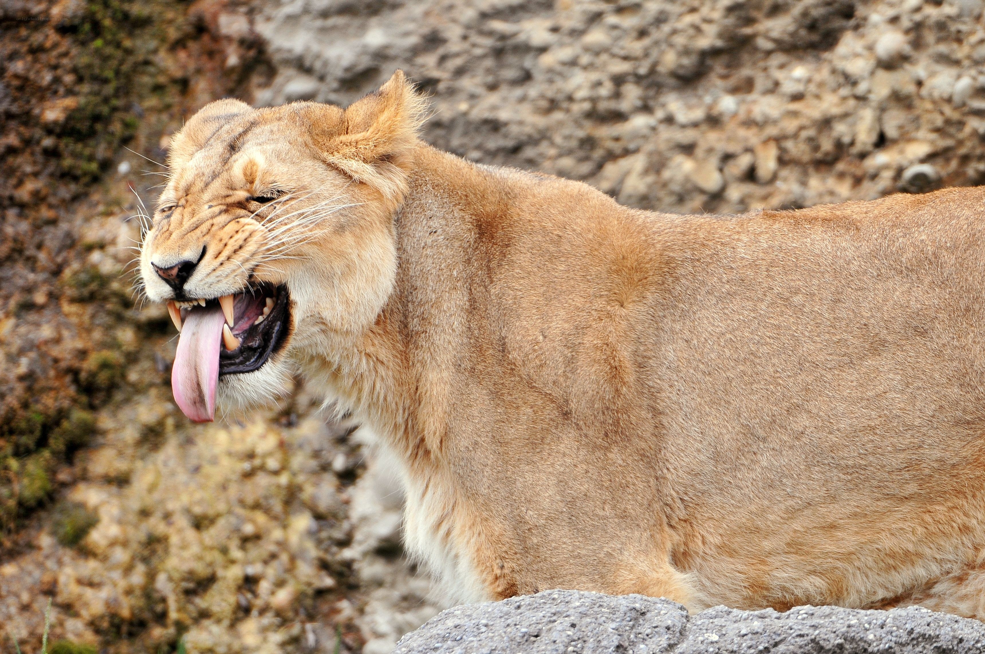 lioness yawning on rock