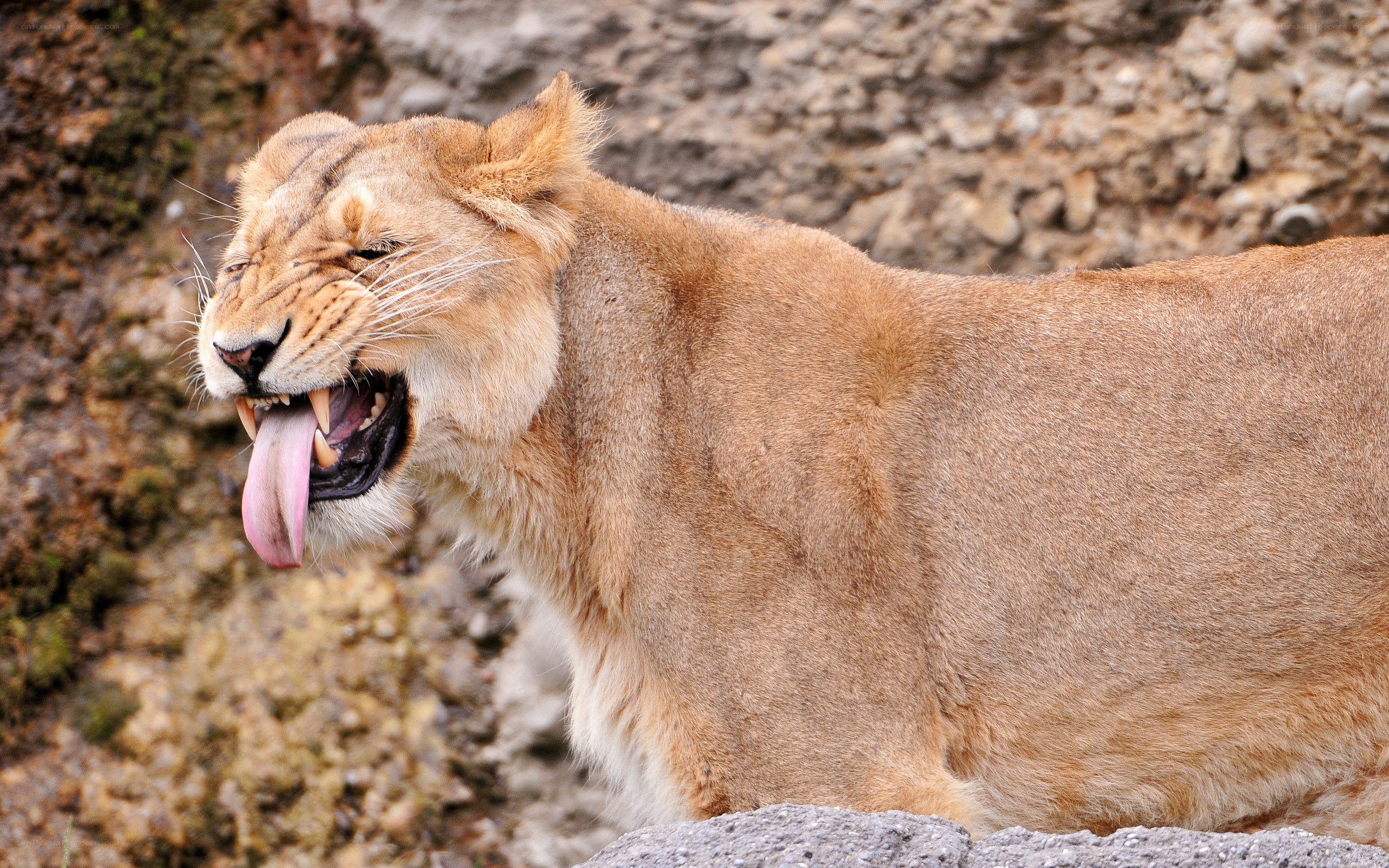 lioness yawning on rocks