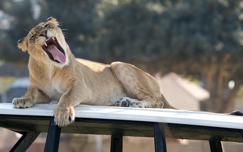 Lioness Yawning