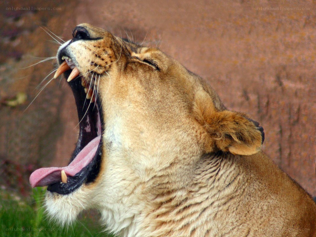 Lioness yawning widely