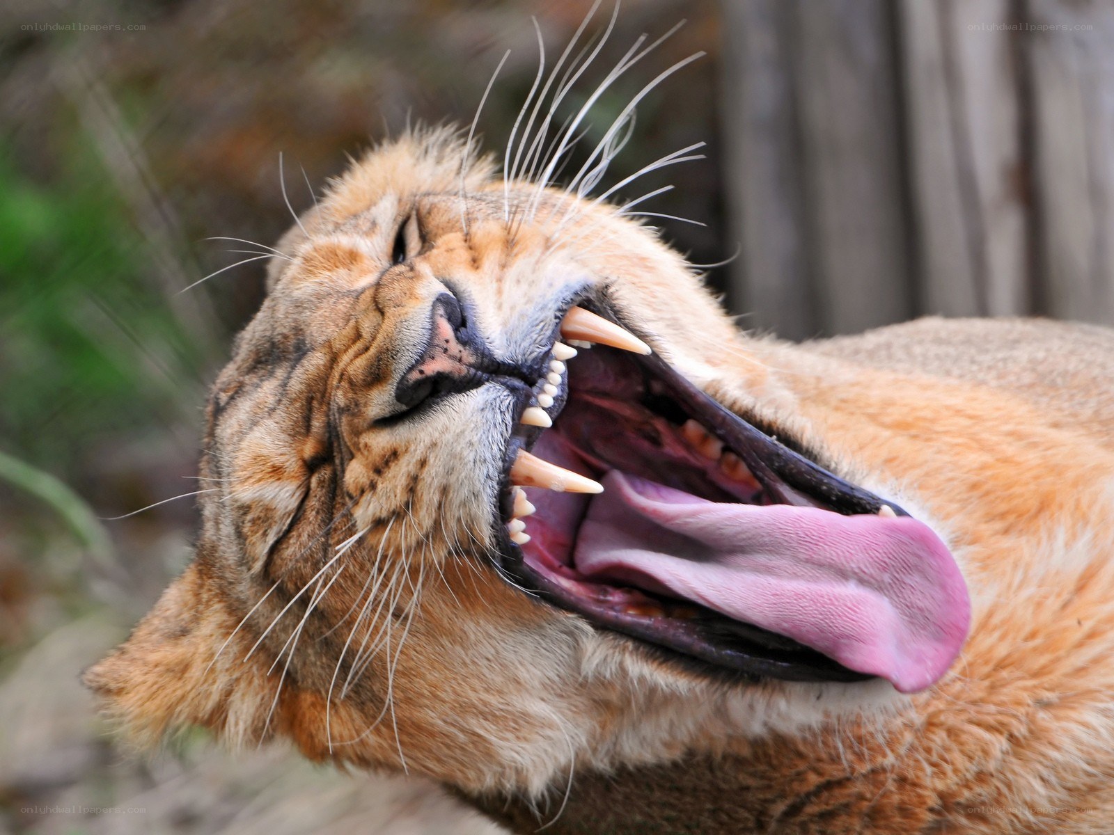 Lioness yawning widely