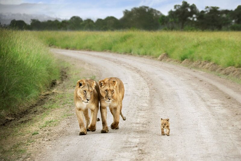 Lionesses and cub on a dirt road