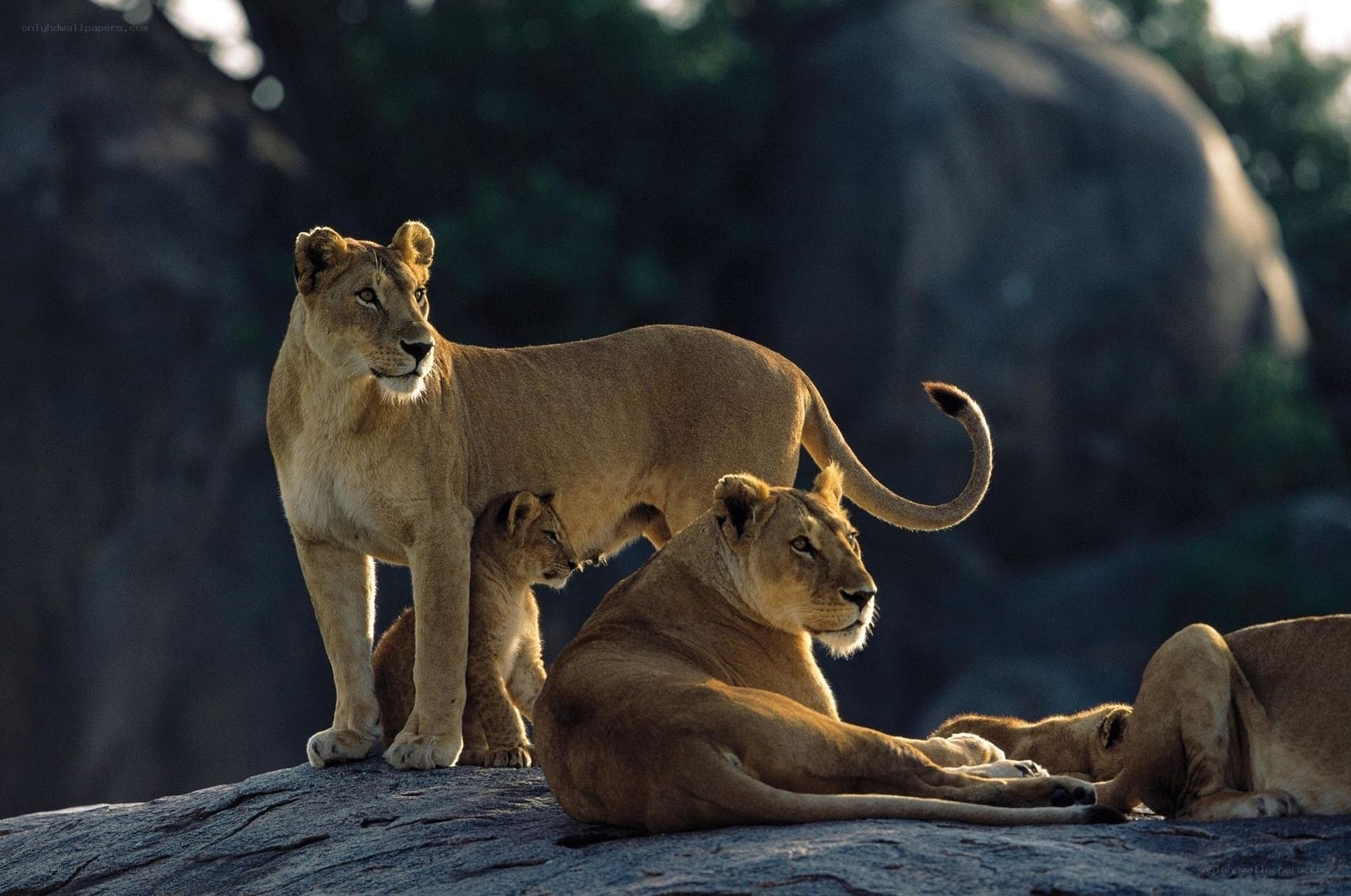 Lionesses and cubs on a rock